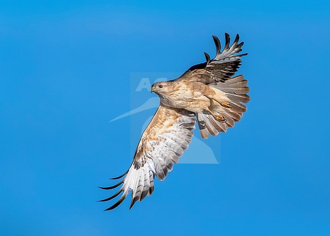 Atlas Long-legged Buzzard (Buteo rufinus cirtensis) flying along the Dakhla - Aousserd road, Western Sahara, Morocco. stock-image by Agami/Vincent Legrand,