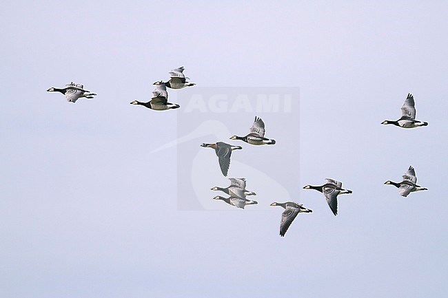 Red-breasted Goose - Rothalsgans - Branta ruficollis, Germany, adult with Barnacle Geese stock-image by Agami/Ralph Martin,