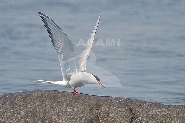 Arctic Tern (Strena paradisaea) perched on a rock in Churchill, Manitoba, Canada. stock-image by Agami/Glenn Bartley,