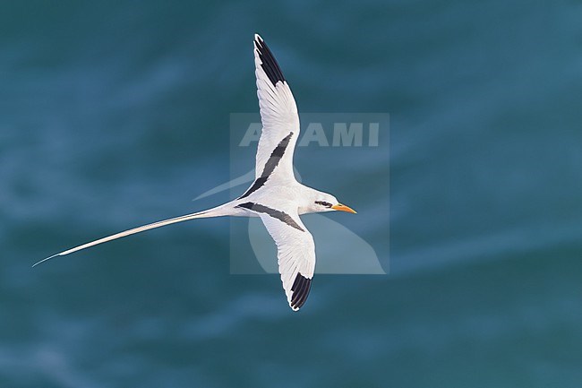 White-tailed Tropicbird (Phaethon lepturus) in flight in Puerto Rico stock-image by Agami/Dubi Shapiro,