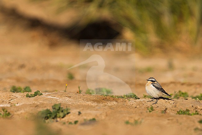 Northern Wheatear - Steinschmätzer - Oenanthe oenanthe, Morocco, adult male stock-image by Agami/Ralph Martin,