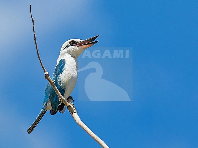 Critically endangered Marquesan kingfisher (Todiramphus godeffroyi), endemic to French Polynesia. Also known as Marquesas kingfisher. stock-image by Agami/Pete Morris,