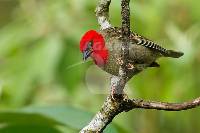 Comoro fody (Foudia eminentissima) on Grand Comoro Island, an island in the Indian Ocean off the coast of Africa stock-image by Agami/Dubi Shapiro,