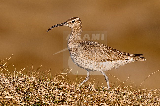 Eurasian Whimbrel (Numenius phaeopus), side view of an adult standing on the ground, Western Region, Iceland stock-image by Agami/Saverio Gatto,