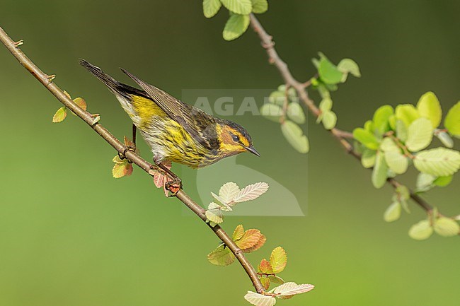 Adult male
Galveston Co., TX
April 2022 stock-image by Agami/Brian E Small,