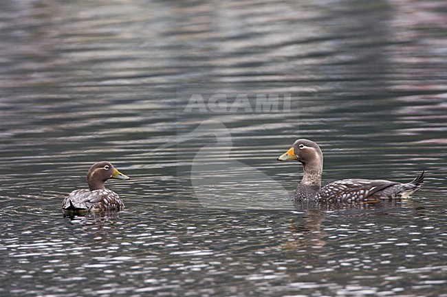 Zwemmende Booteenden; Swimming Steamer-Ducks stock-image by Agami/Marc Guyt,