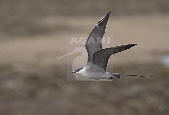 Long-tailed Skua flying; Kleinste Jager vliegend stock-image by Agami/Jari Peltomäki,