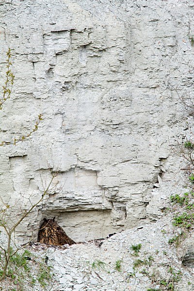 Oehoe zittend in een rots; Eurasian Eagle Owl perched in a rock stock-image by Agami/Menno van Duijn,