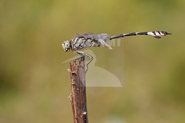 Imago Vaandeldrager; Adult Bladetail; stock-image by Agami/Fazal Sardar,