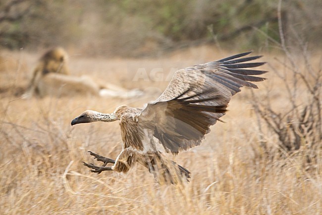 Witruggier, African White-backed Vulture, Gyps africanus stock-image by Agami/Marc Guyt,