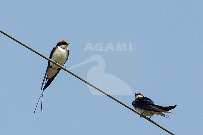 Wire-tailed Swallow (Hirundo smithii), two birds resting on wires in Khajuraho, India stock-image by Agami/Helge Sorensen,