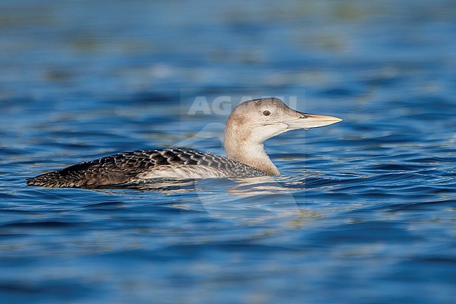 Juvenile
San Diego Co., CA
December 2022 stock-image by Agami/Brian E Small,