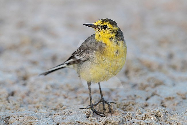 Citrine Wagtail (Motacilla citreola), front view of an adult in winter plumage in Oman stock-image by Agami/Saverio Gatto,