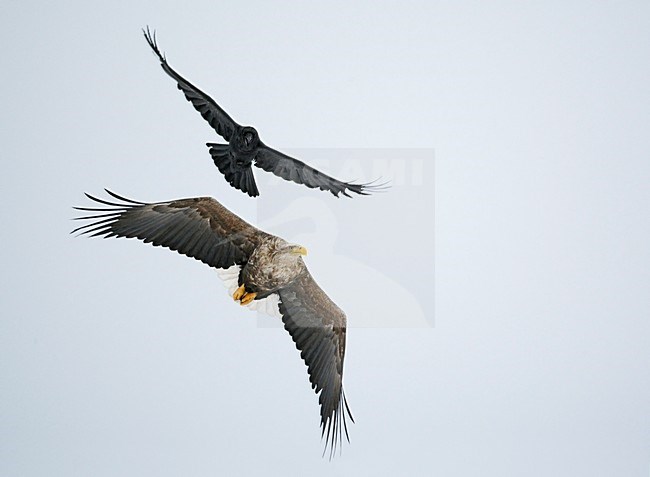 Zeearend adult vliegend met Raaf; White-tailed Eagle adult flying with Raven stock-image by Agami/Markus Varesvuo,