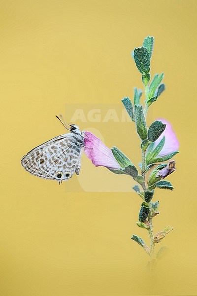 Lang’s Short-tailed Blue, Leptotes pirithous stock-image by Agami/Wil Leurs,