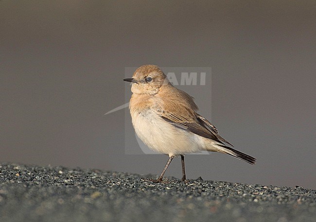 Vagrant first-winter female Western Black-eared Wheatear (Oenanthe hispanica) in the Eemshaven, Netherlands. stock-image by Agami/Hans Gebuis,