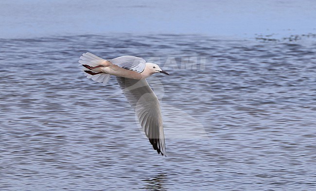 An adult Slender-billed Gull flies above a creek in Ria Formosa during low tide. stock-image by Agami/Jacques van der Neut,