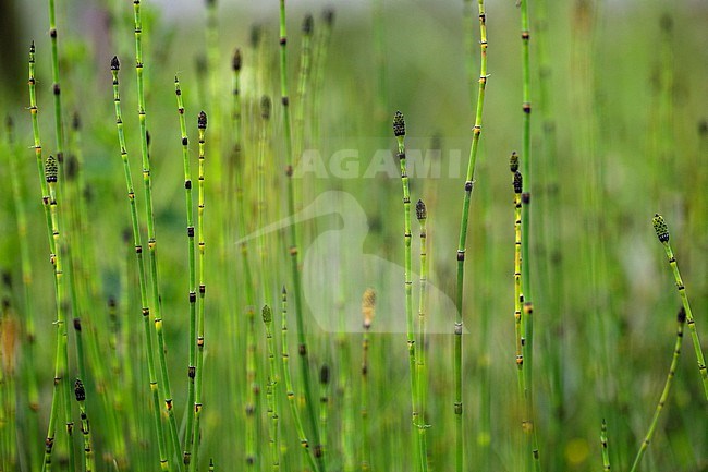 Equisetum hyemale + Equisetum x moorei stock-image by Agami/Wil Leurs,