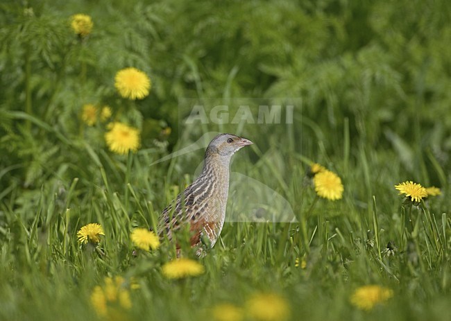 Corn Crake standing in grassland; Kwartelkoning staand in grasland stock-image by Agami/Jari Peltomäki,