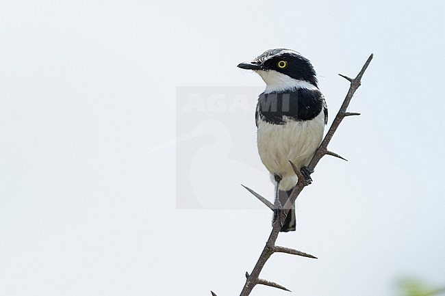 Chinspot Batis (Batis molitor), adult male perched on a branch, Mpumalanga, South Africa stock-image by Agami/Saverio Gatto,