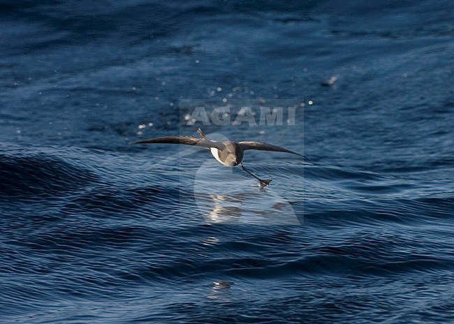 White-bellied Storm-petrel flying; Witbuikstormvogeltje vliegend stock-image by Agami/Marc Guyt,