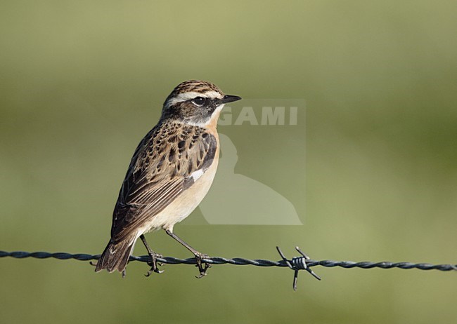 Whinchat male perched on barbed wire Netherlands, Paapje mannetje zittend op prikkeldraad Nederland stock-image by Agami/Reint Jakob Schut,