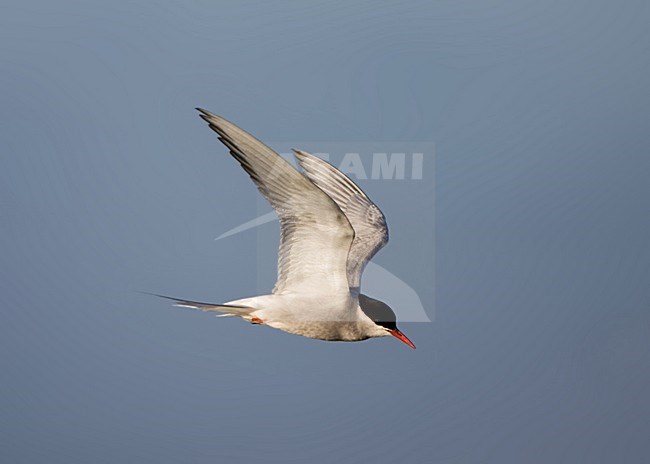 Noordse Stern volwassen vliegend; Arctic Tern adult flying stock-image by Agami/Marc Guyt,