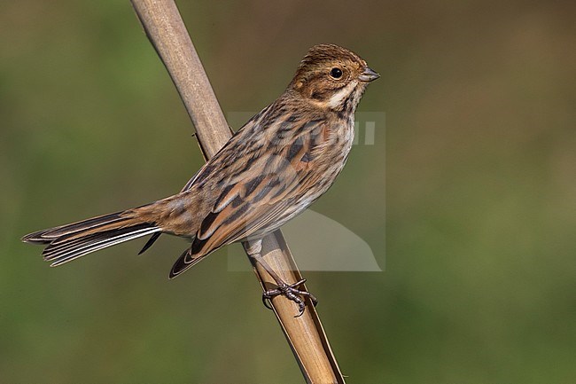 Vrouwtje Rietgors; Female Reed Bunting stock-image by Agami/Daniele Occhiato,