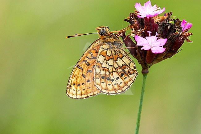 Dubbelstipparelmoervlinder / Twin-spot Fritillary (Brenthis hecate) stock-image by Agami/Wil Leurs,