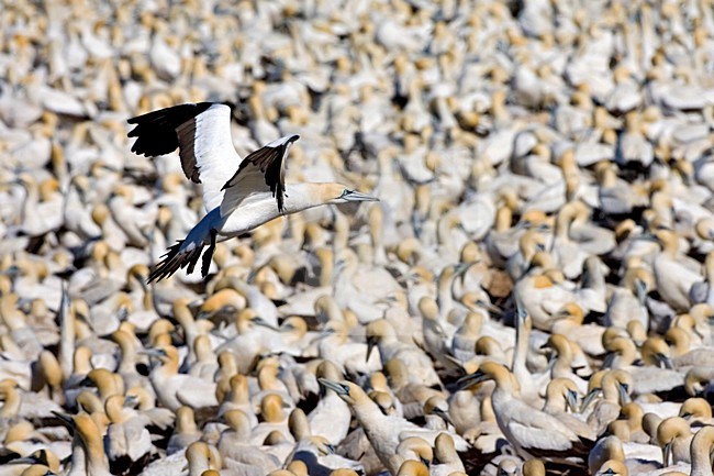 Kaapse Jan-van-gent in vlucht; Cape Gannet in flight stock-image by Agami/Marc Guyt,