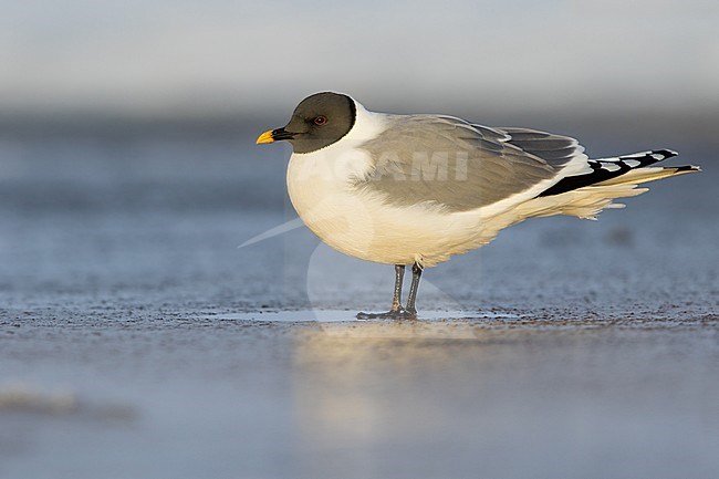 Adult Sabine's Gull (Xema sabini) in breeding plumage during the short arctic spring in Barrow, Alaska, USA in June 2018 stock-image by Agami/Dubi Shapiro,