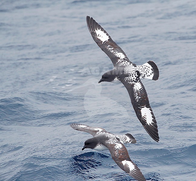 Cape Petrel (Daption capense australe) at sea in the Pacific Ocean of subantarctic New Zealand. Also called the Cape or Pintado Petrel. stock-image by Agami/Marc Guyt,