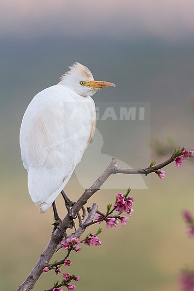 Cattle Egret - Kuhreiher - Bubulcus ibis ssp. ibis, Morocco, adult stock-image by Agami/Ralph Martin,