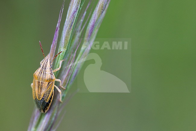 Aelia acuminata - Bishop's Mitre -Getreidewanze, Germany (Baden-Württemberg), imago stock-image by Agami/Ralph Martin,