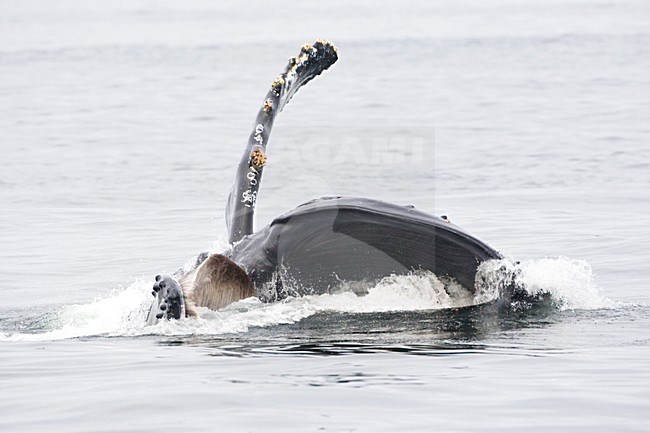 Bultrug; Humpback Whale stock-image by Agami/Marc Guyt,