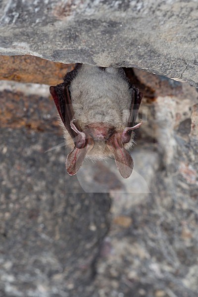 Bechesteins vleermuis in winterslaap, Bechstein's Bat in hibernation stock-image by Agami/Theo Douma,