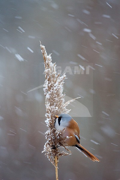 Volwassen mannetje Baardman op rietpluim in de winter; Adult male Bearded Reedling on reed in winter stock-image by Agami/Menno van Duijn,