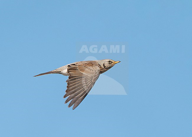 Fieldfare (Turdus pilaris) flying, migrating in blue sky in sideview stock-image by Agami/Ran Schols,