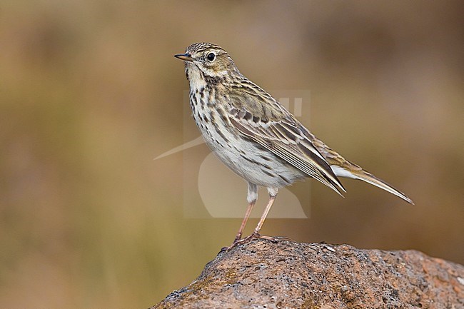 Adult Meadow Pipit (Anthus pratensis) during breeding season on Iceland. stock-image by Agami/Daniele Occhiato,