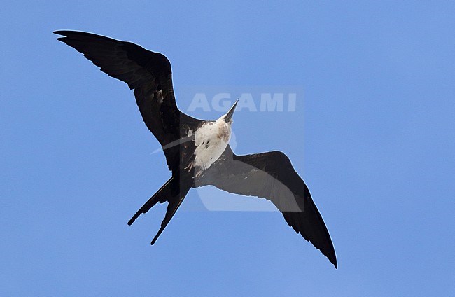 Female Great Frigatebird, Fregata minor, on the Galapagos islands, Ecuador. Seen from below, hanging in the air. stock-image by Agami/Dani Lopez-Velasco,