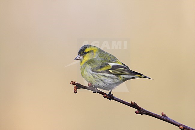 Sijsje mannetje zittend; Eurasian Siskin male perched stock-image by Agami/Reint Jakob Schut,