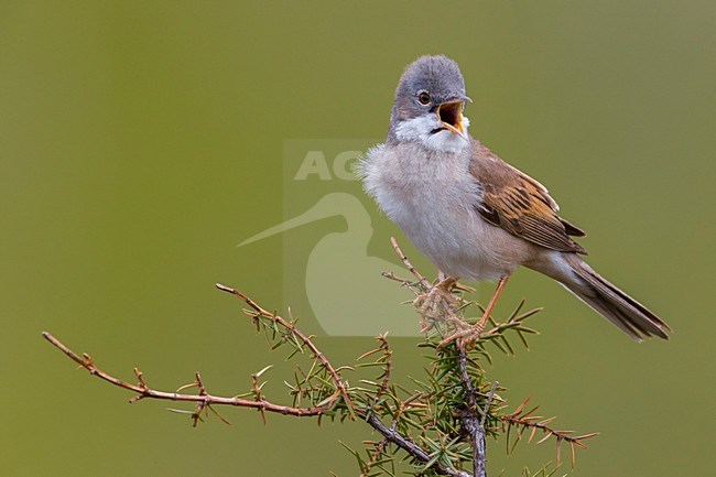 Zingende Grasmus; Singing Common Whitethroat stock-image by Agami/Daniele Occhiato,