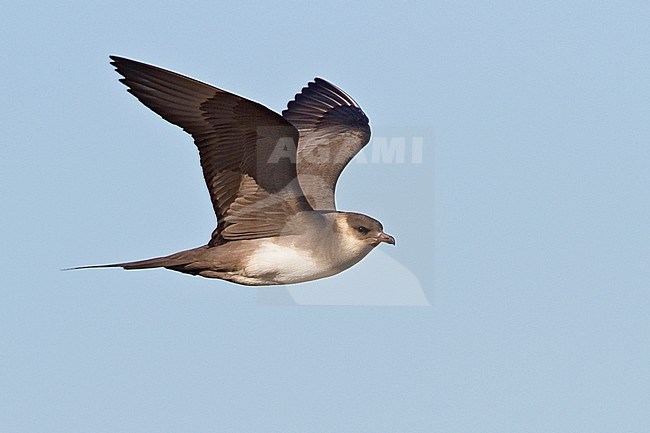 Lichte vorm Kleine Jager in vlucht, Pale form Parasitic Jaeger in flight stock-image by Agami/Glenn Bartley,