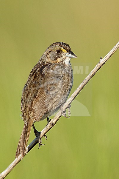 Adult 
Galveston Co., TX 
April 2010 stock-image by Agami/Brian E Small,