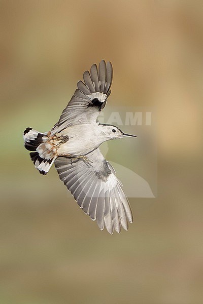 Adult male
Santa Barbara Co., CA
November 2021 stock-image by Agami/Brian E Small,