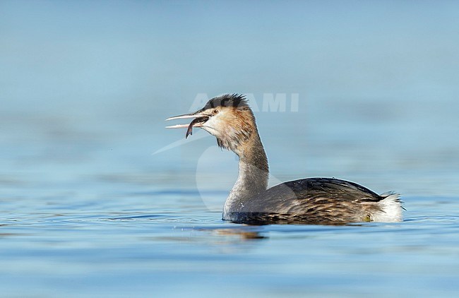 Great crested Grebe (Podiceps cristatus) eating a fish. stock-image by Agami/Walter Soestbergen,