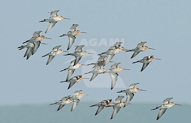 Flock of Icelandic Black-tailed Godwits (Limosa limosa islandica) during early spring in the Netherlands stock-image by Agami/Fred Visscher,