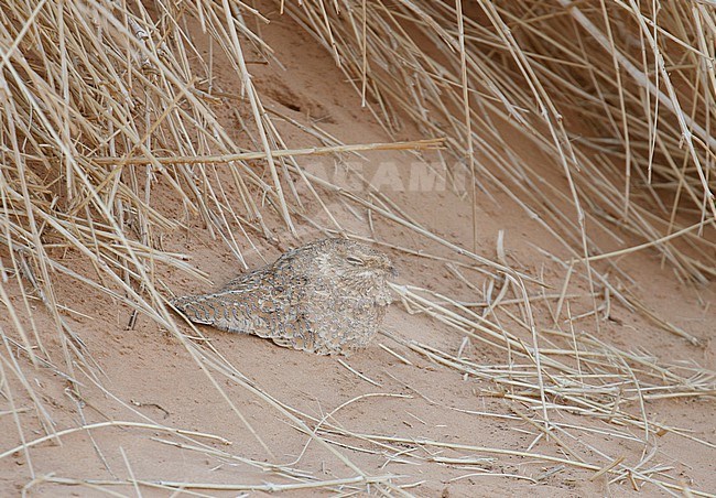 Golden Nightjar (Caprimulgus eximius) in desert of Ouadane in Mauritania. Adult bird resting on the sandy ground. stock-image by Agami/Josh Jones,