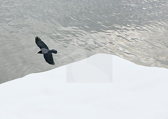 Bonte Kraai in de vlucht in sneeuwlandschap; Hooded Crow flying over snow landscape stock-image by Agami/Markus Varesvuo,