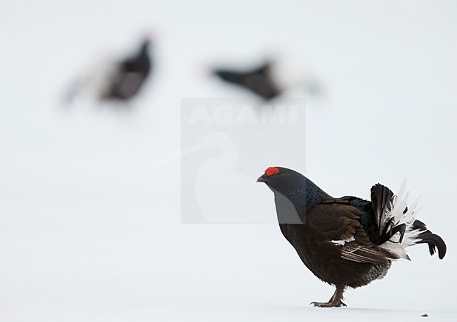 Mannetje Korhoen in de sneeuw, Male Black grouse in the snow stock-image by Agami/Markus Varesvuo,